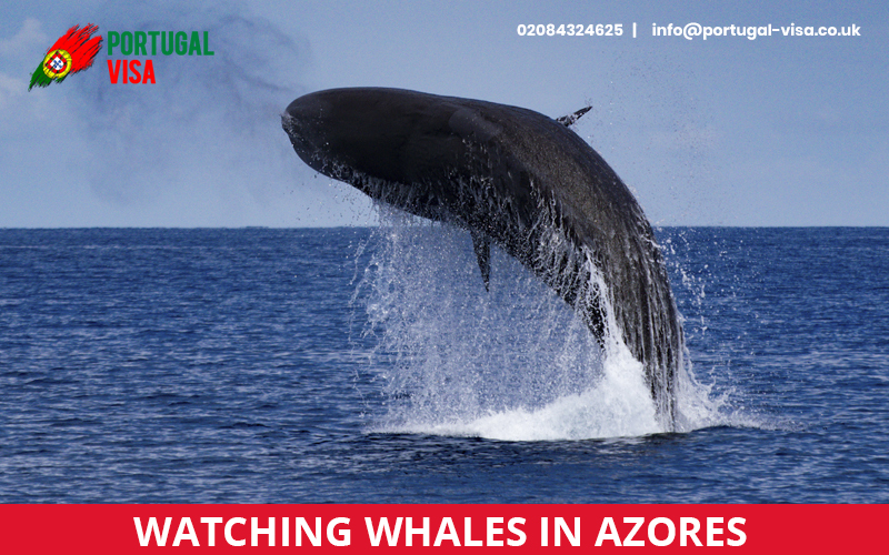 Watching-whales-in-Azores